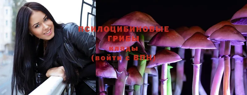 хочу   Минусинск  Галлюциногенные грибы Cubensis 